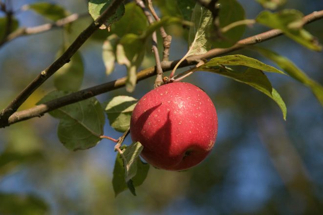 van Nahmen Apfelsaft